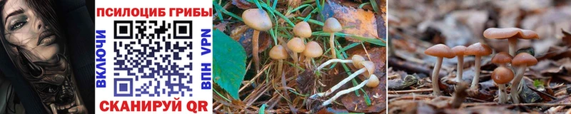 shop состав  Воркута  Галлюциногенные грибы MAGIC MUSHROOMS  как найти  